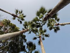 -普陀山风景名胜区-千步大沙