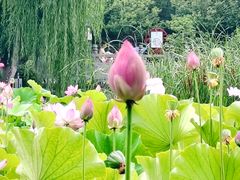 -莲湖公园