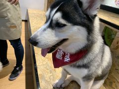 -Husky Go! 哈士奇体验馆·宠物咖啡厅狗咖