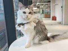 -怪兽屋·羊驼·猫咖·狗咖(俊华广场店)