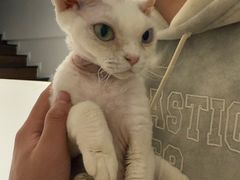 -琪喵猫屋·撸猫猫咖·猫舍