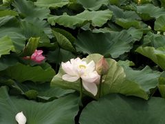 -荷塘月色湿地公园·向阳花洲
