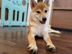 -柯斗斗主题餐厅·狗咖·围炉煮茶·茶饮(国瑞升平里店)