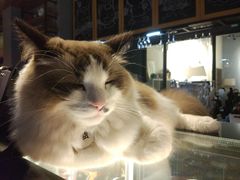 -咖法森林·咖啡  酒吧(天河店)