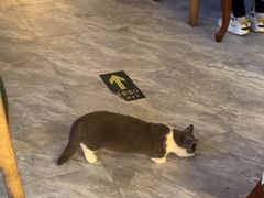 -猫小院猫主题餐厅(南锣旗舰店)
