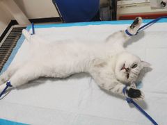 -灵美宠物诊所