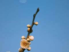 -无锡梅园公园