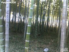 温泉外的竹林-天目湖御水温泉·度假酒店