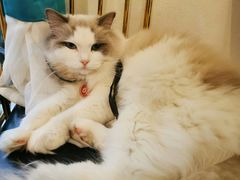 -喵喵咪呀布偶猫咖(春熙路店)