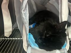 -瑞派福兴宠物医院犬猫全科·骨科·中西医结合(河东店)