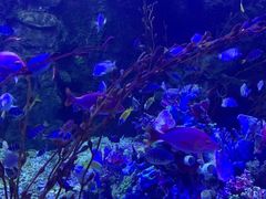 -太平洋海底世界