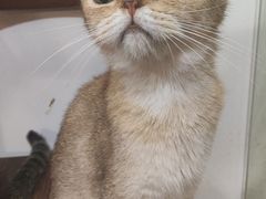 -楼上猫咖(罗湖店)