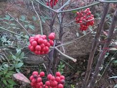 android_upload_pic-中国唐苑