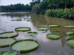 -大湾区中央湿地公园