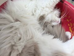 -平行世界·猫咖(首经贸店)