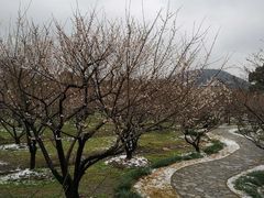 -香雪海