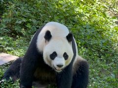 -中国大熊猫保护研究中心雅安碧峰峡基地
