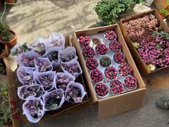 -李村大集