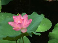 -荔湾湖公园