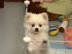 -瑞派宠物医院·中兽医专科(中央商城分院)