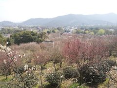 -香雪海