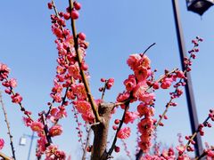 -香雪海