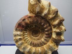 -贝壳王国博物馆