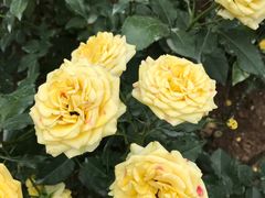 -人民公园(罗湖区)