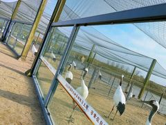 -盐城丹顶鹤湿地生态旅游区