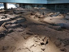 -自贡恐龙博物馆