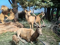 -国家自然博物馆