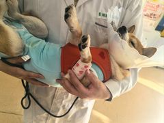 -瑞派·关忠动物医院·猫专科·犬专科(三环新城店)