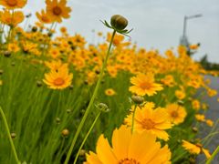 -嘉北郊野公园