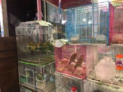 -曲阳花鸟市场(曲阳路店)