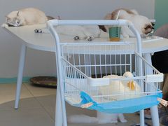 -怪兽屋·羊驼·猫咖·狗咖(俊华广场店)