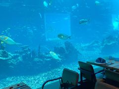 -海棠湾洲际-涛·海底餐厅·美人鱼·自助餐·海底隧道