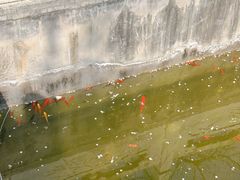 -桃花堤公园