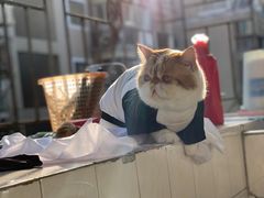 -御宝贝·A梦猫科宠物医院(国际猫友好医院)