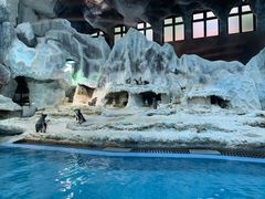 -帝企鹅自助餐厅•儿童岛•真企鹅(长隆企鹅酒店)