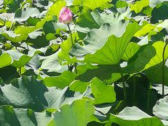 -荷塘月色湿地公园·向阳花洲