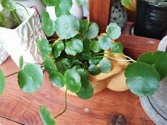 -铃木食堂(帽儿胡同店)