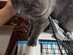 -瑞派福兴宠物医院犬猫全科·骨科·中西医结合(河东店)