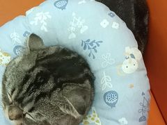 -全心全意连锁动物医院·微创中心·内科急重症·心脏专科(丰管路店)