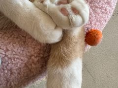 -藏猫猫咖啡主题馆(中央大道店)