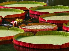 -国家植物园南园