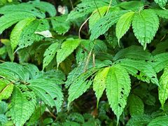 -西岭雪山大飞水景区