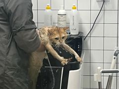 -瑞派申生动物医院·24H夜诊·国际动物医疗中心·骨外科(吴中路店)