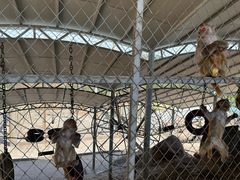 -西霞口神雕山野生动物世界