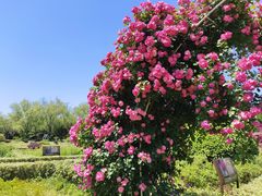 -洛阳市隋唐城遗址植物园