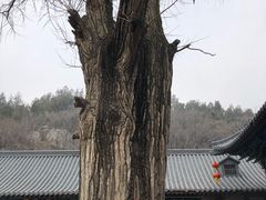 -青檀寺景区